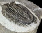 Bargain, Coltraneia - Bug Eyed Trilobite #53560-3